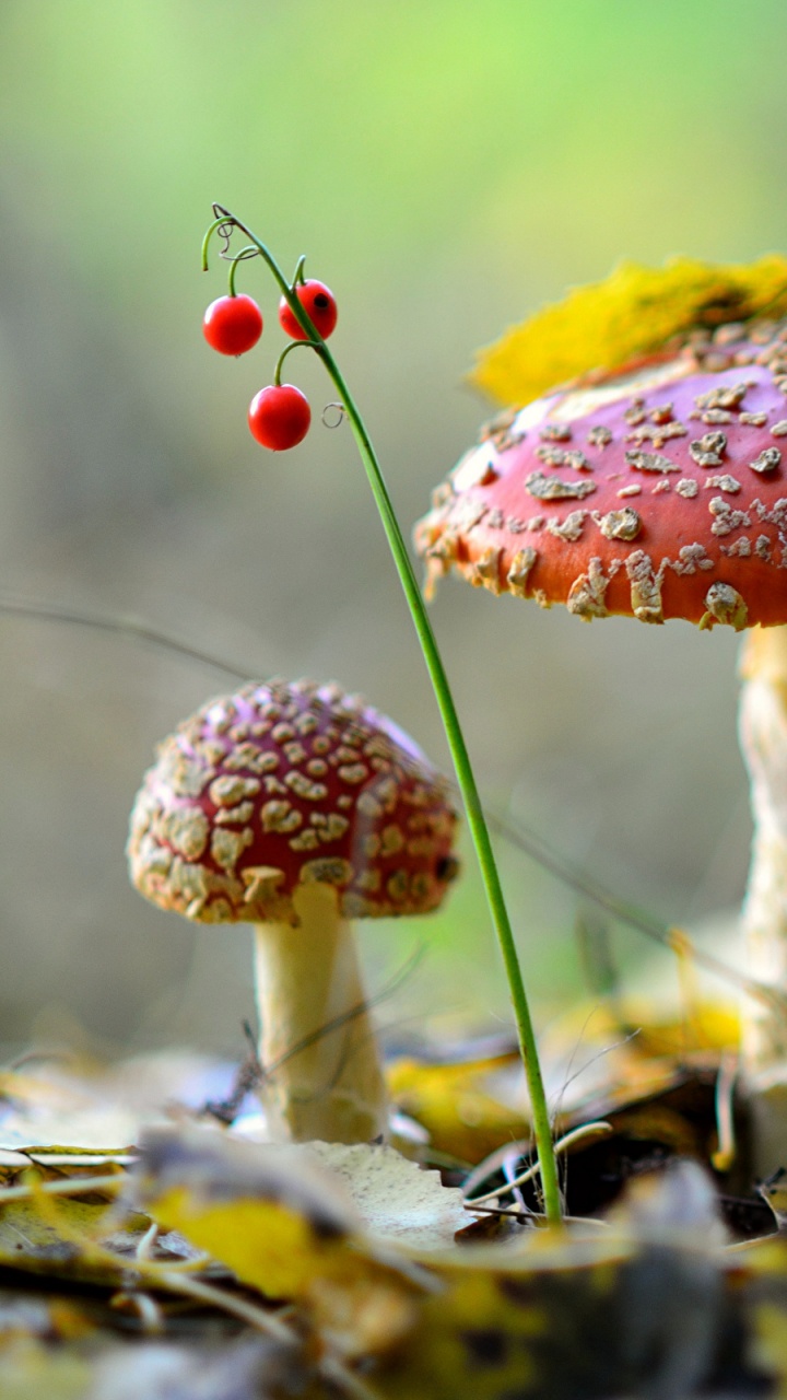 Обои мухомор, гриб, стебель растения, весна, съедобный гриб в разрешении 720x1280