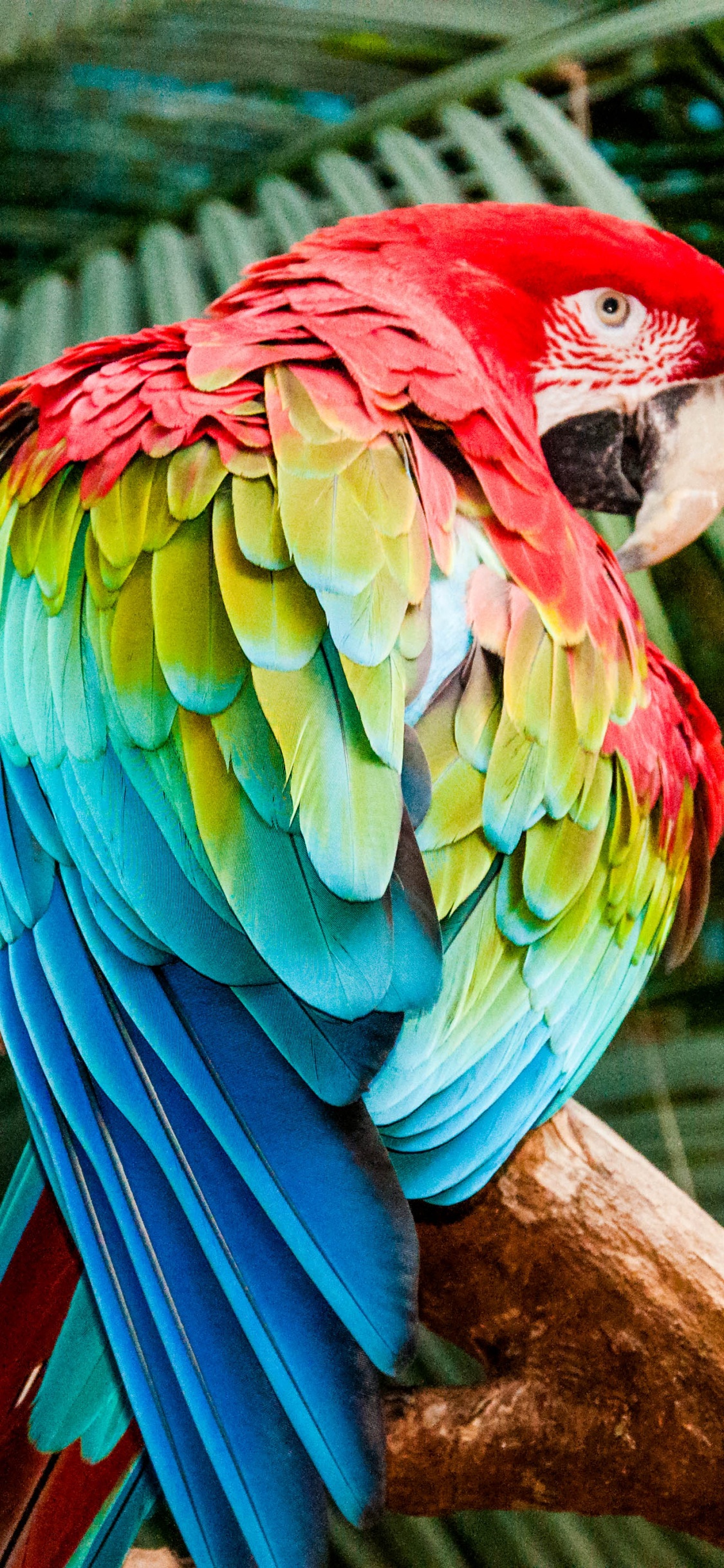 Обои волнистый попугайчик, Ара, клюв, Скарлет Ара, птица в разрешении 1125x2436