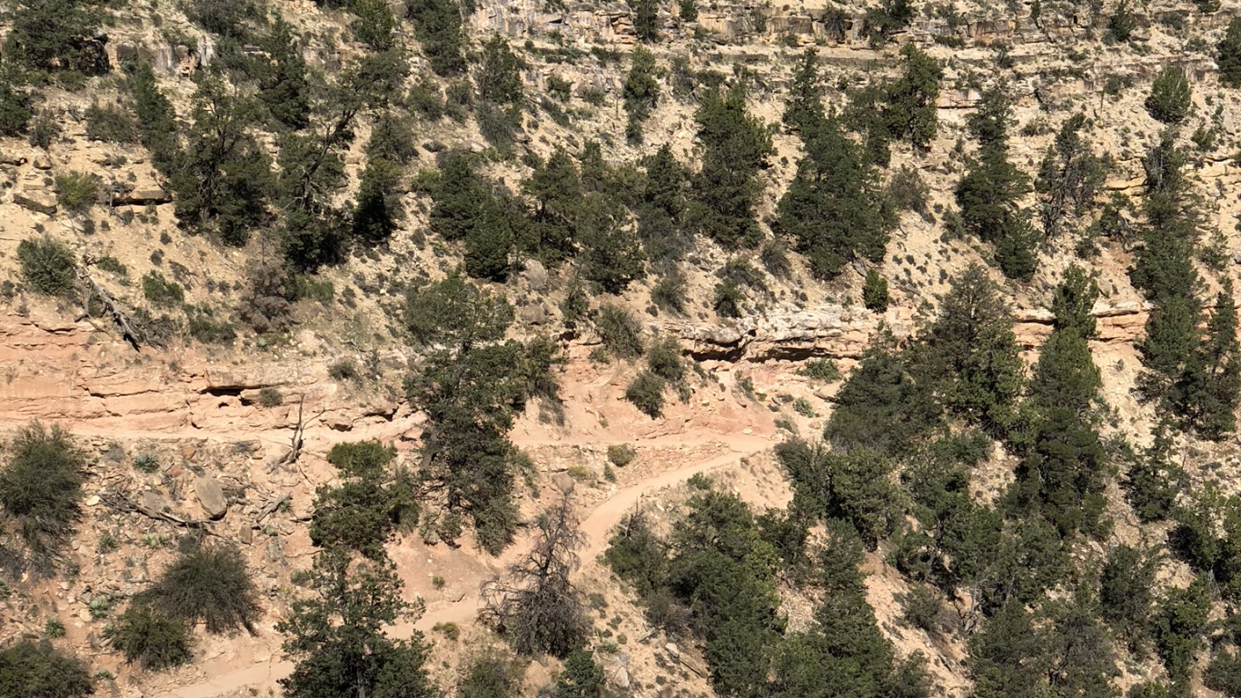 Обои национальный парк Гранд каньон, адаптация, коренная порода, наземные животные, геология в разрешении 1366x768