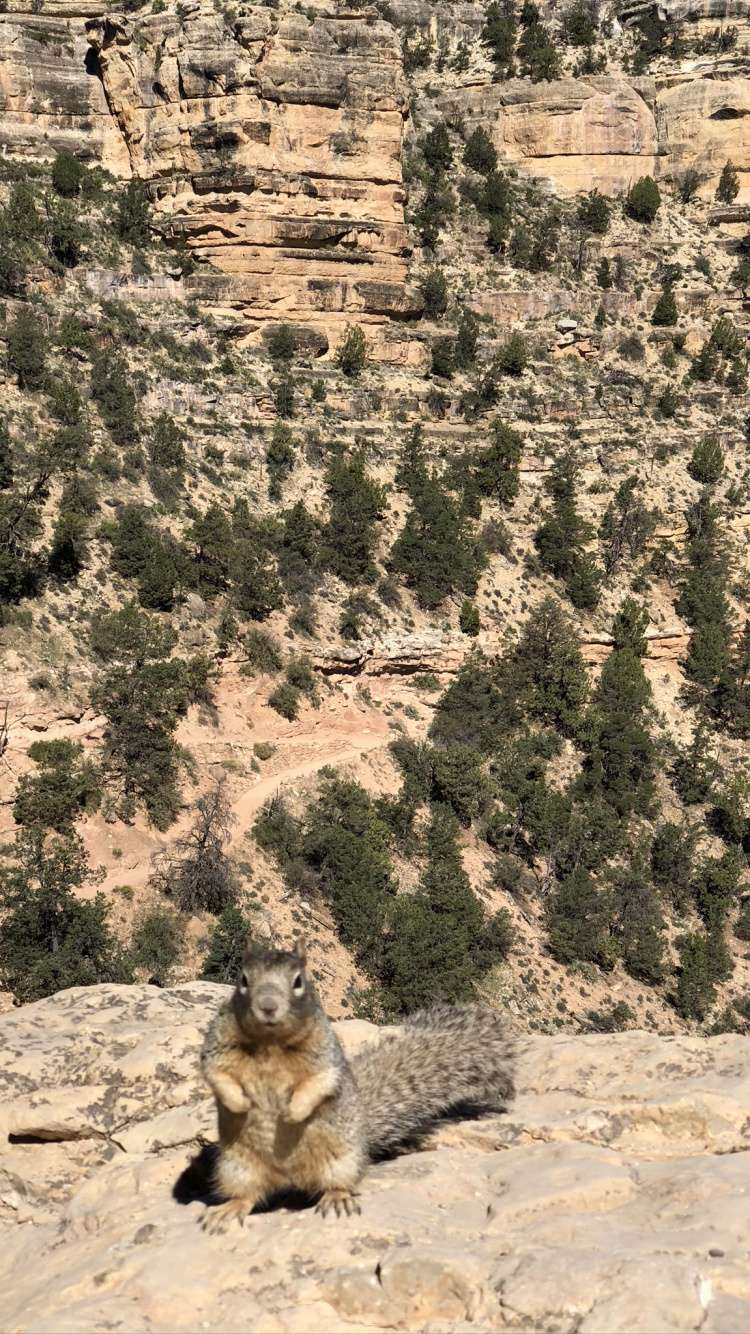 Обои национальный парк Гранд каньон, адаптация, коренная порода, наземные животные, геология в разрешении 750x1334