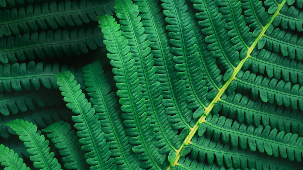 Обои асус зенфон 10, asus, fhd, растение, зеленый в разрешении 1280x720