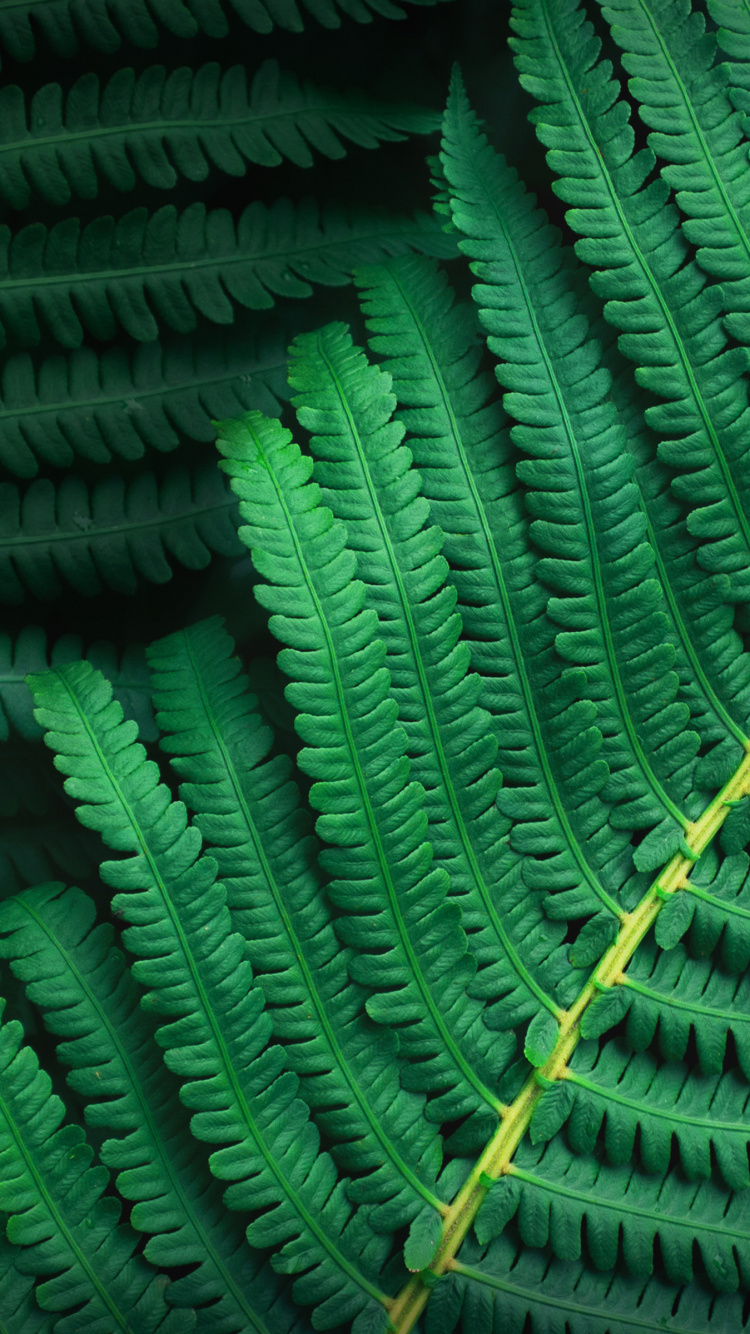 Обои асус зенфон 10, asus, fhd, растение, зеленый в разрешении 750x1334