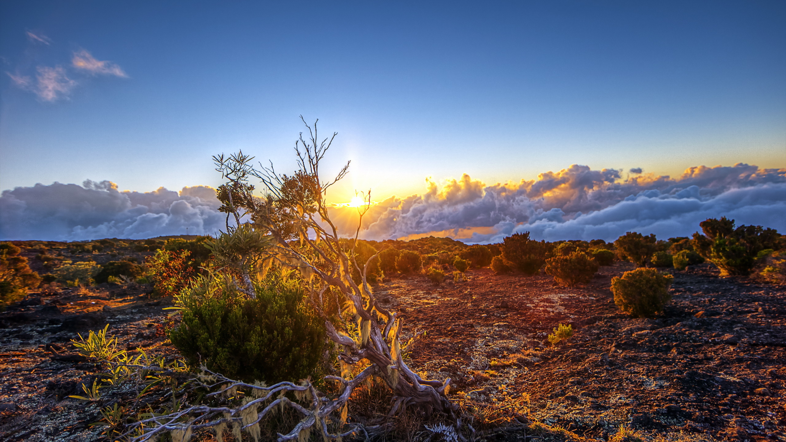 Обои природа, дикая местность, дерево, растительность, гора в разрешении 2560x1440
