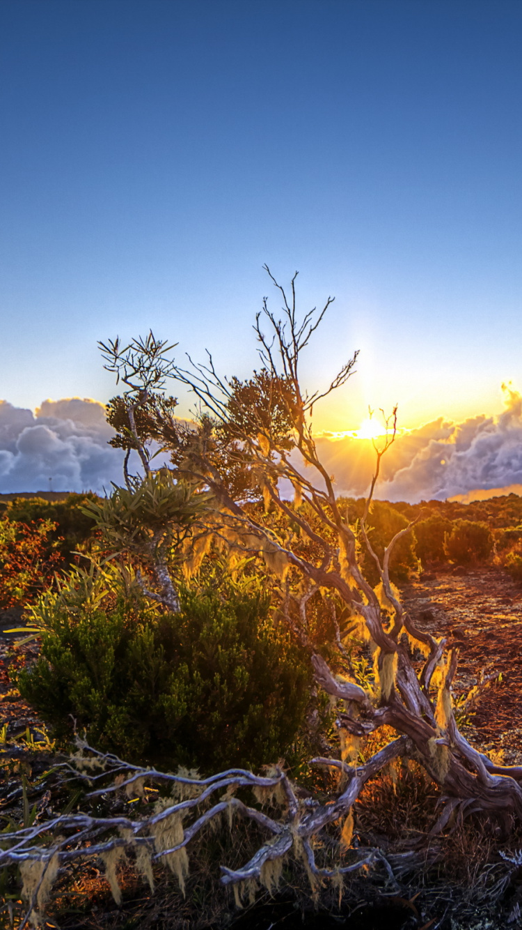 Обои природа, дикая местность, дерево, растительность, гора в разрешении 750x1334