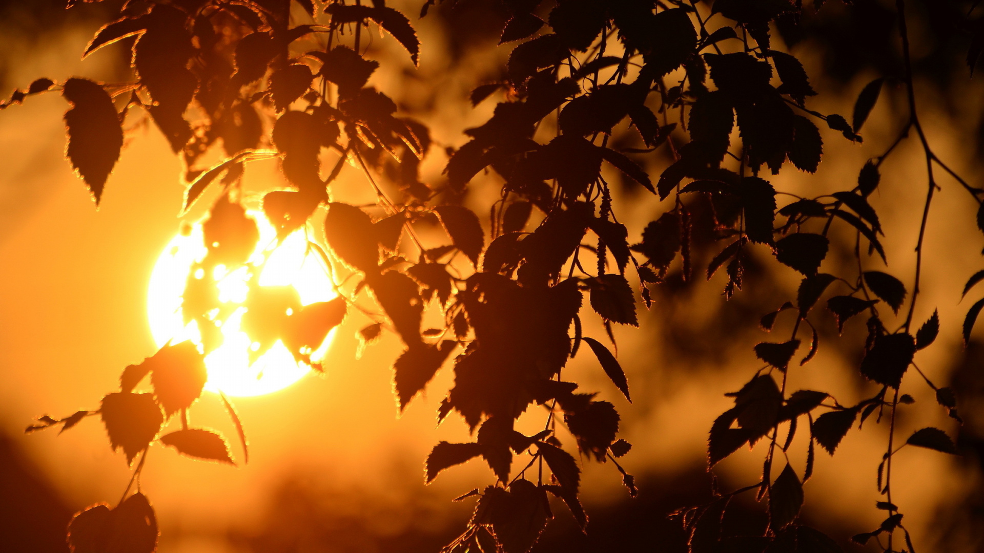 Обои закат, дерево, лист, ветвь, природа в разрешении 1920x1080