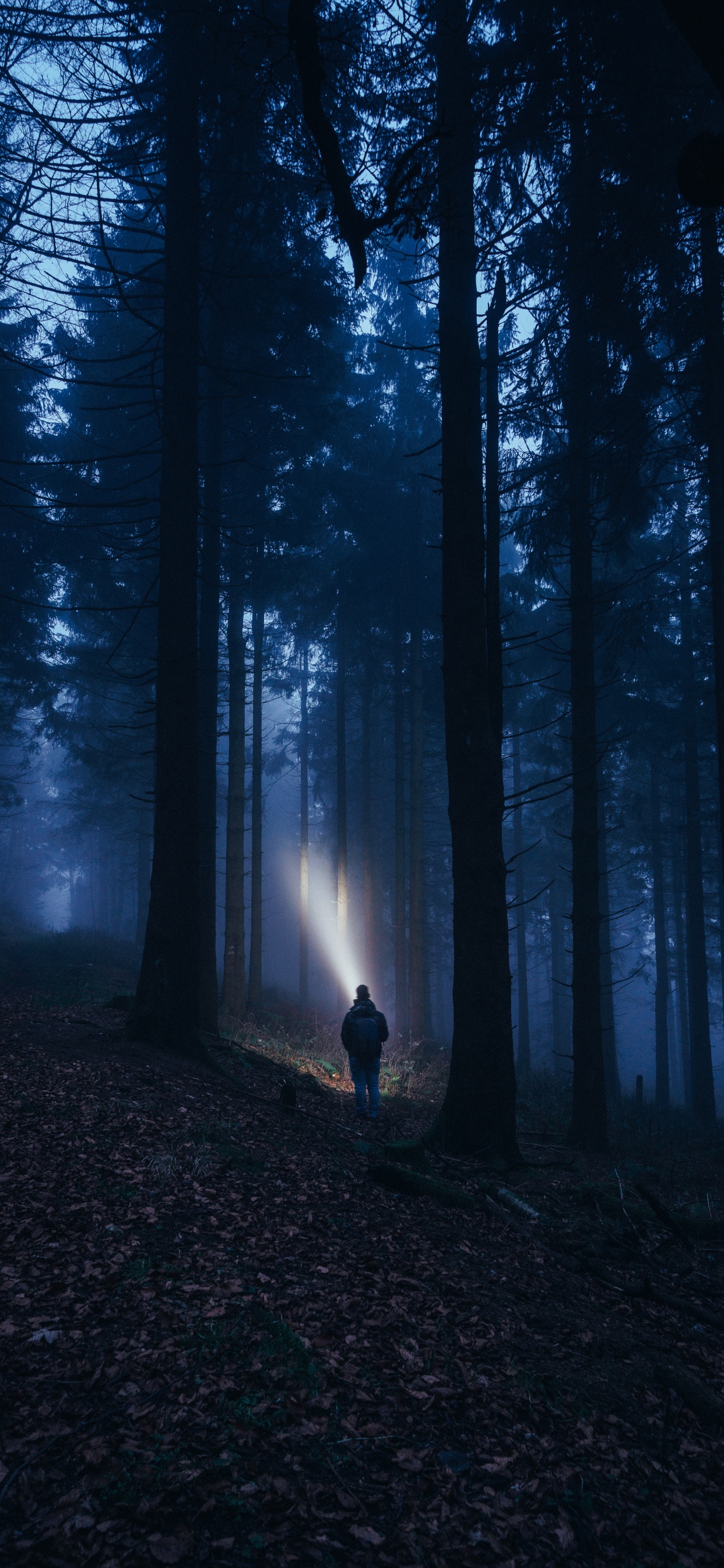 Обои темнота, лес, природа, дерево, окружающая среда в разрешении 1242x2688