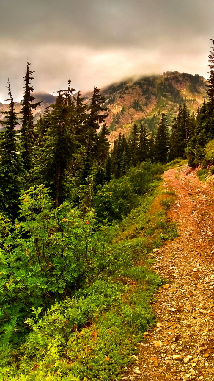 Обои пейзаж, природа, дикая местность, дерево, растительность в разрешении 720x1280