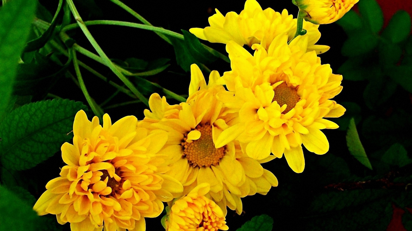 Обои Хризантема, желтый, лепесток, растение, chrysanths в разрешении 1366x768