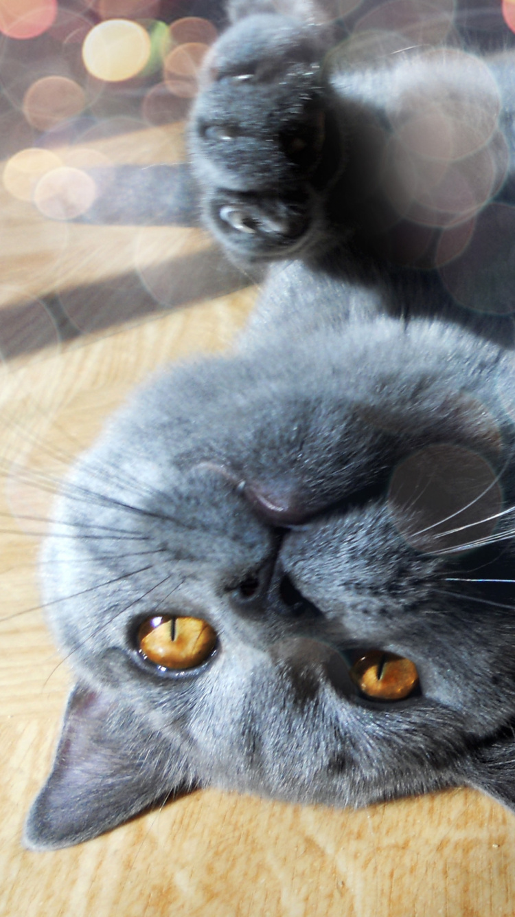 Обои британская короткошерстная, кошачьих, шартрез, мех, Девушка кошка в разрешении 750x1334