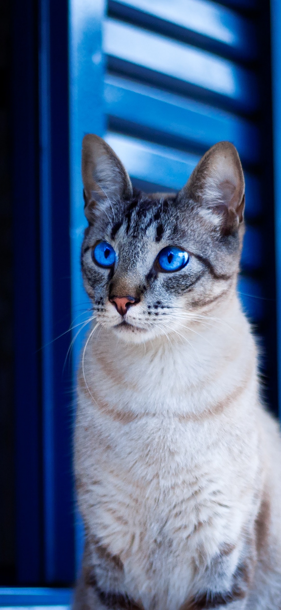Обои кот, синий, кошачьих, бакенбарды, окно в разрешении 1125x2436