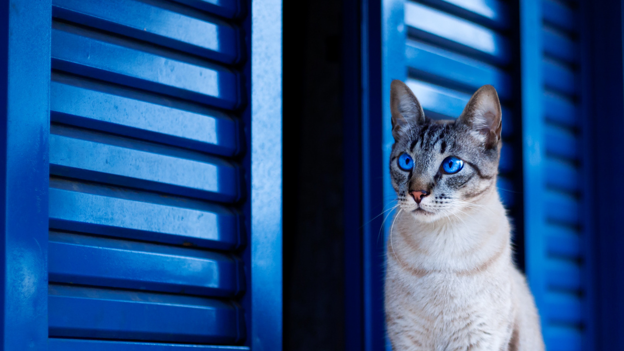 Обои кот, синий, кошачьих, бакенбарды, окно в разрешении 1280x720