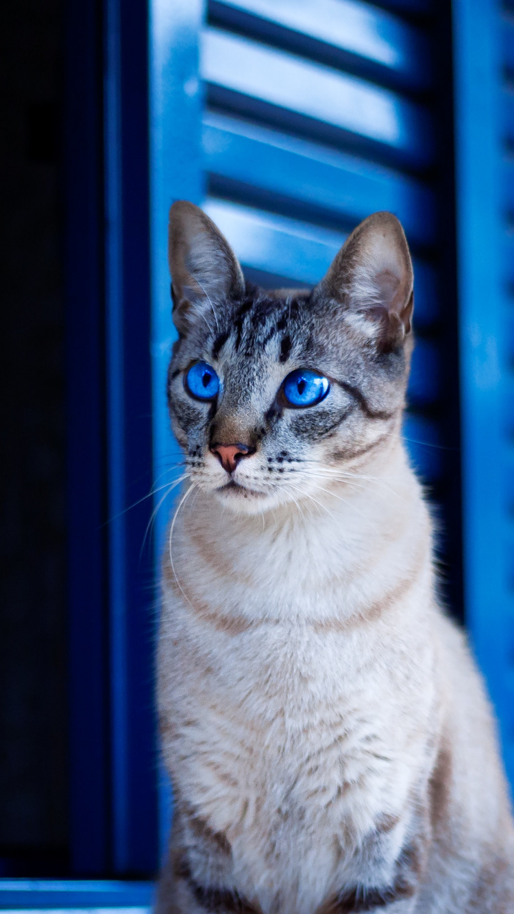 Обои кот, синий, кошачьих, бакенбарды, окно в разрешении 750x1334