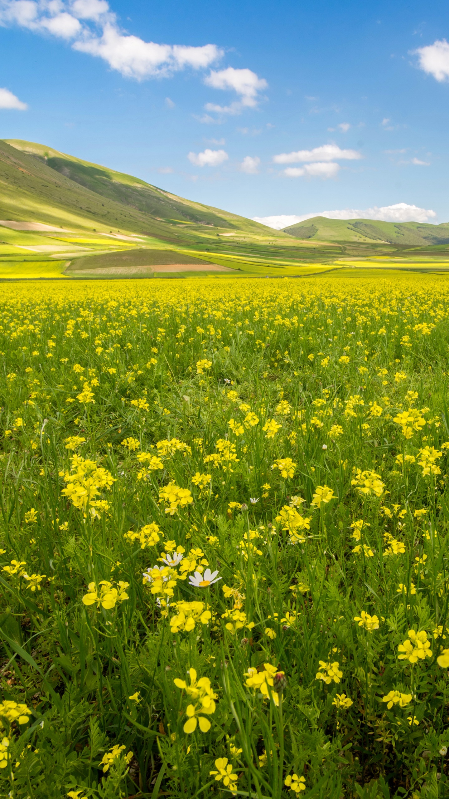 Обои луг, сенокосное угодье, поле, расповое, желтый в разрешении 1440x2560