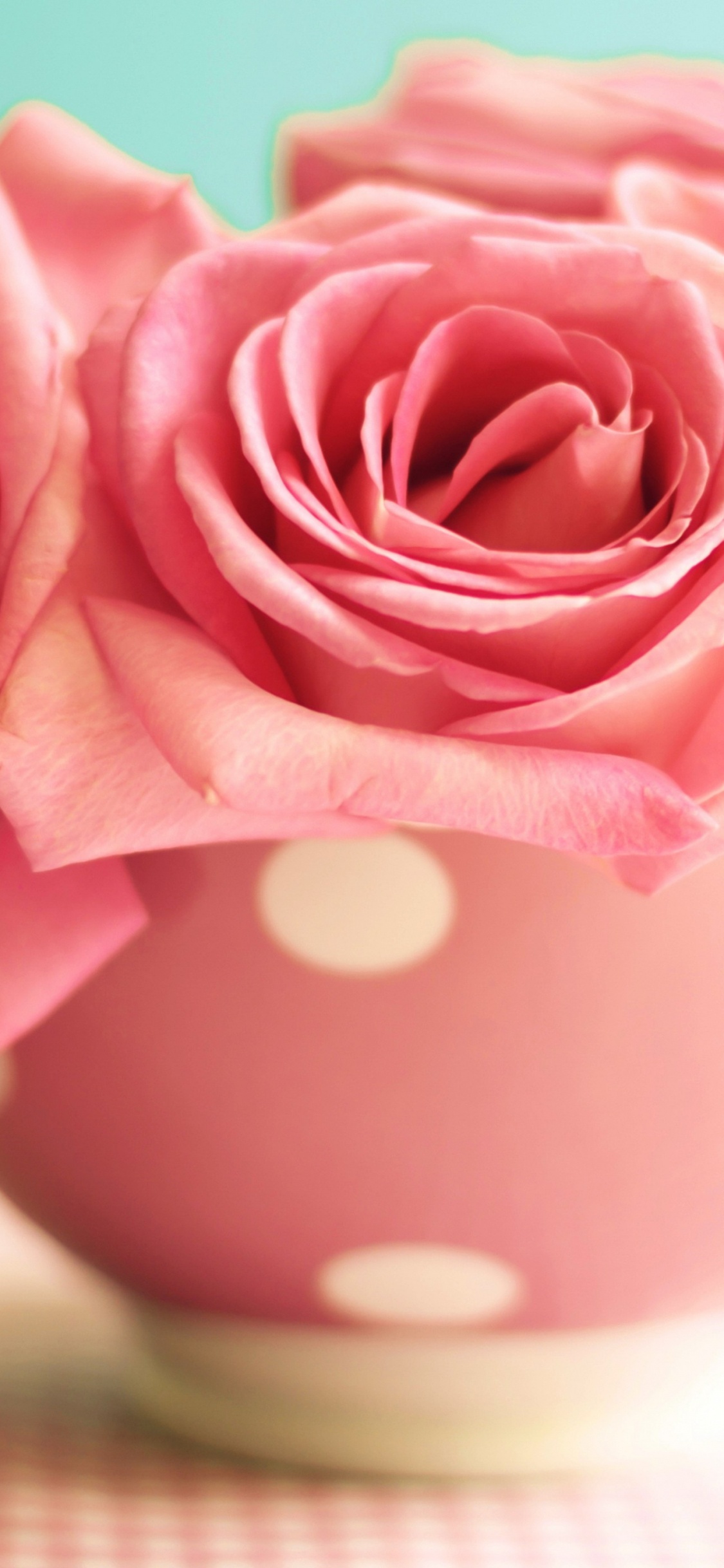 Обои Роза, утренние розы, семья Роуз, розовый, срезанные цветы в разрешении 1125x2436