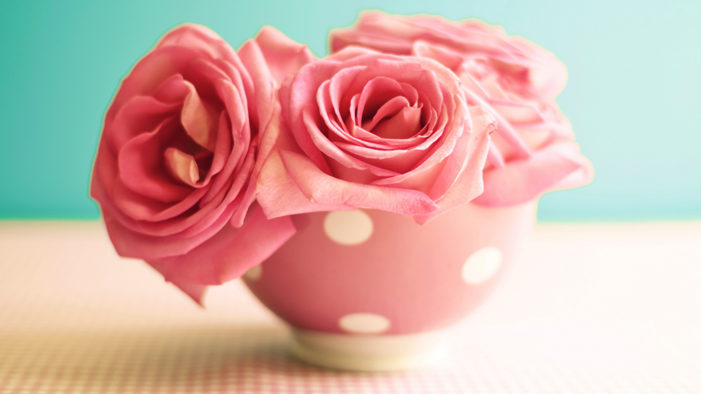 Обои Роза, утренние розы, семья Роуз, розовый, срезанные цветы в разрешении 1366x768