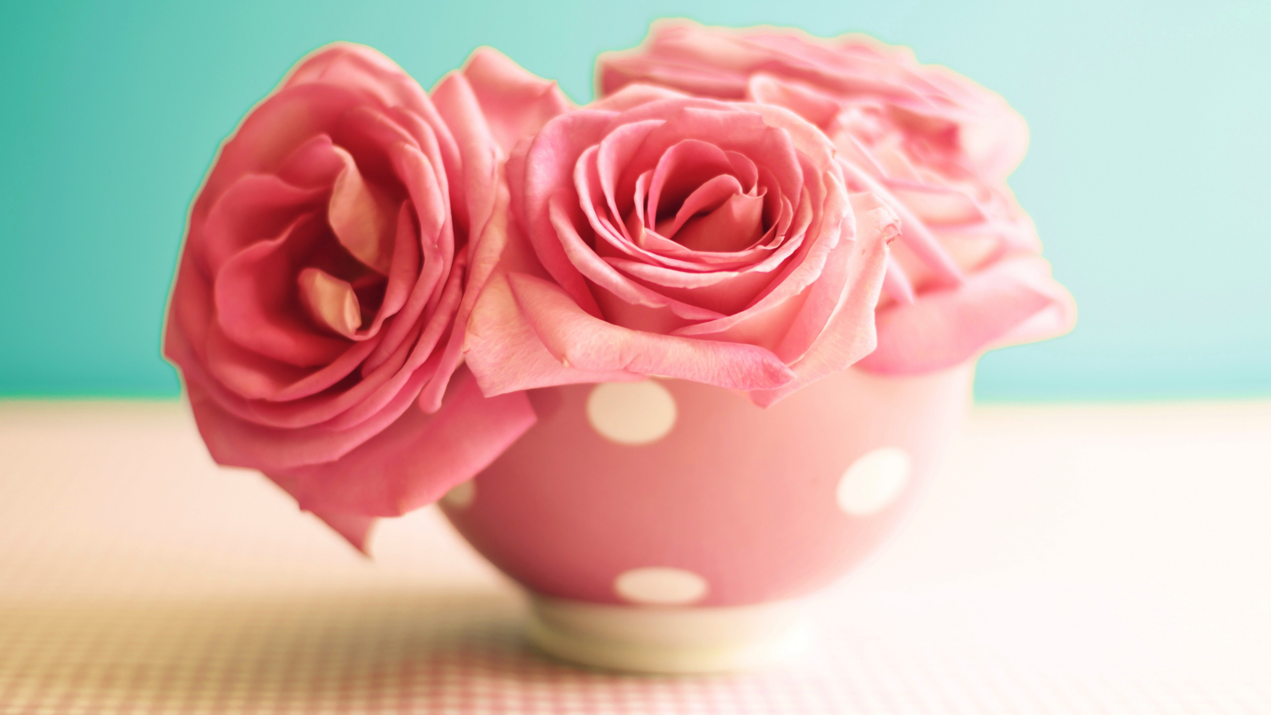 Обои Роза, утренние розы, семья Роуз, розовый, срезанные цветы в разрешении 2560x1440