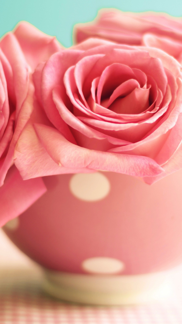 Обои Роза, утренние розы, семья Роуз, розовый, срезанные цветы в разрешении 750x1334