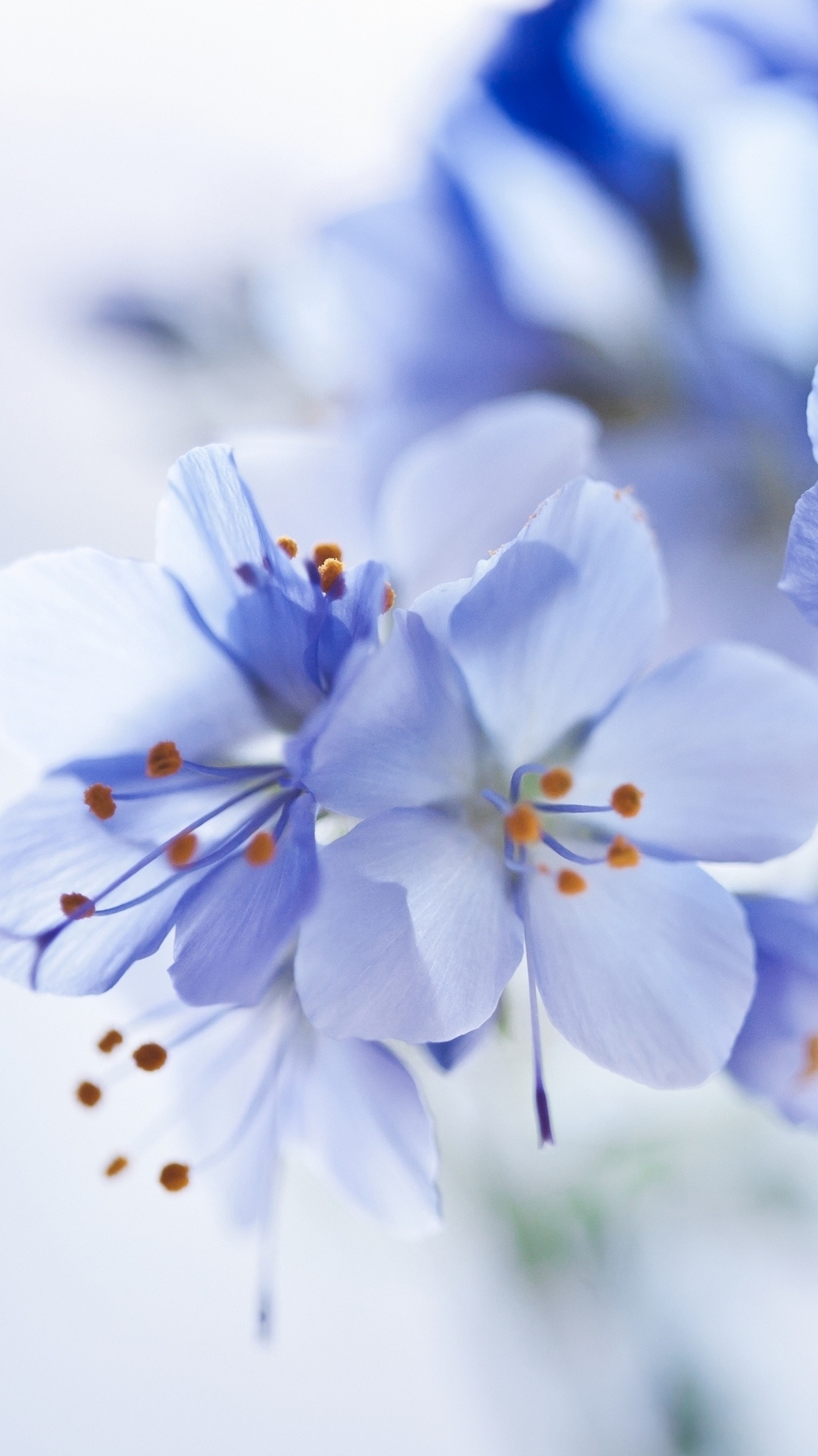 Обои цвет, палитра, синий, белые, цветок в разрешении 1080x1920