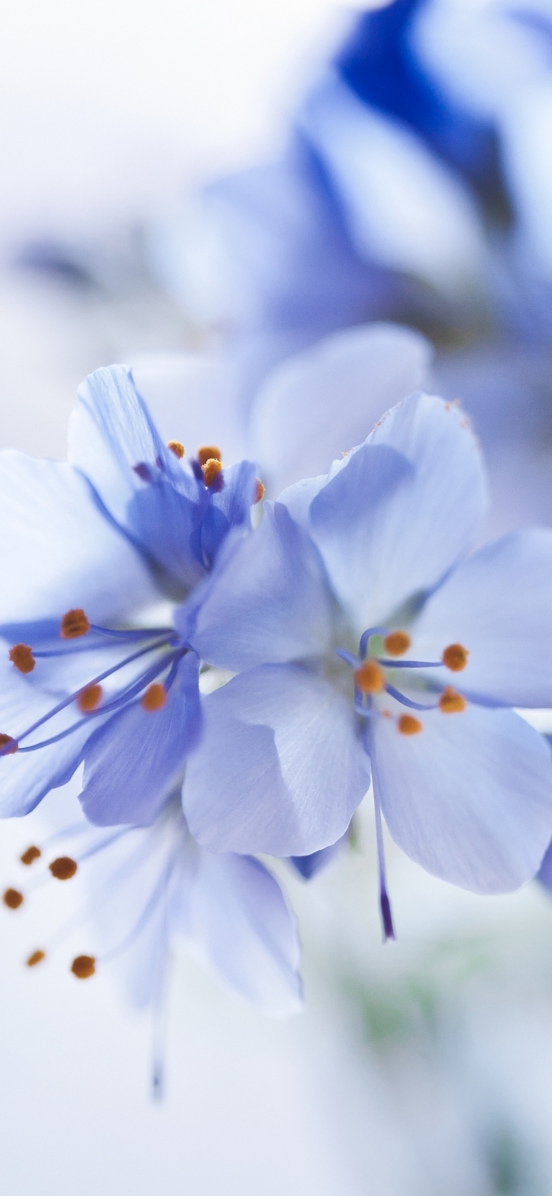 Обои цвет, палитра, синий, белые, цветок в разрешении 1125x2436