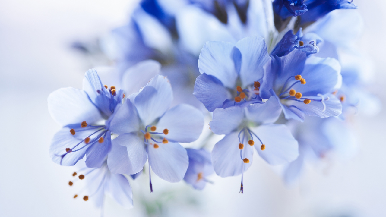 Обои цвет, палитра, синий, белые, цветок в разрешении 1280x720