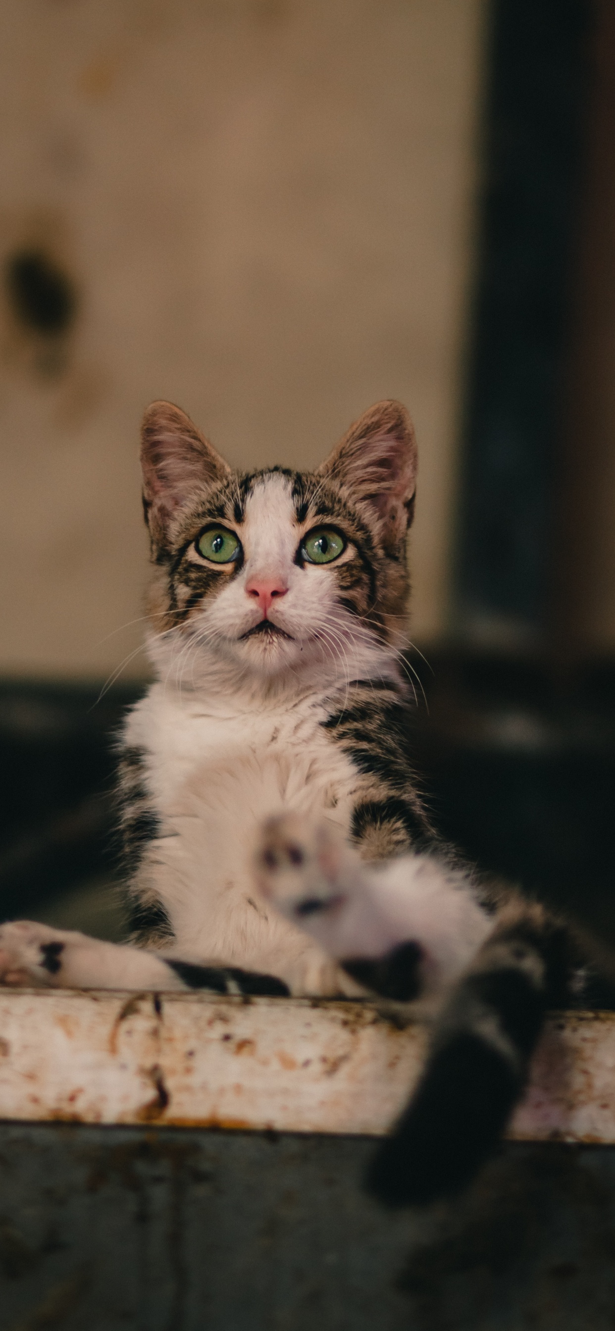 Обои Европа, Бразильская Короткошерстная, эгейская кошка, кот, морда в разрешении 1242x2688