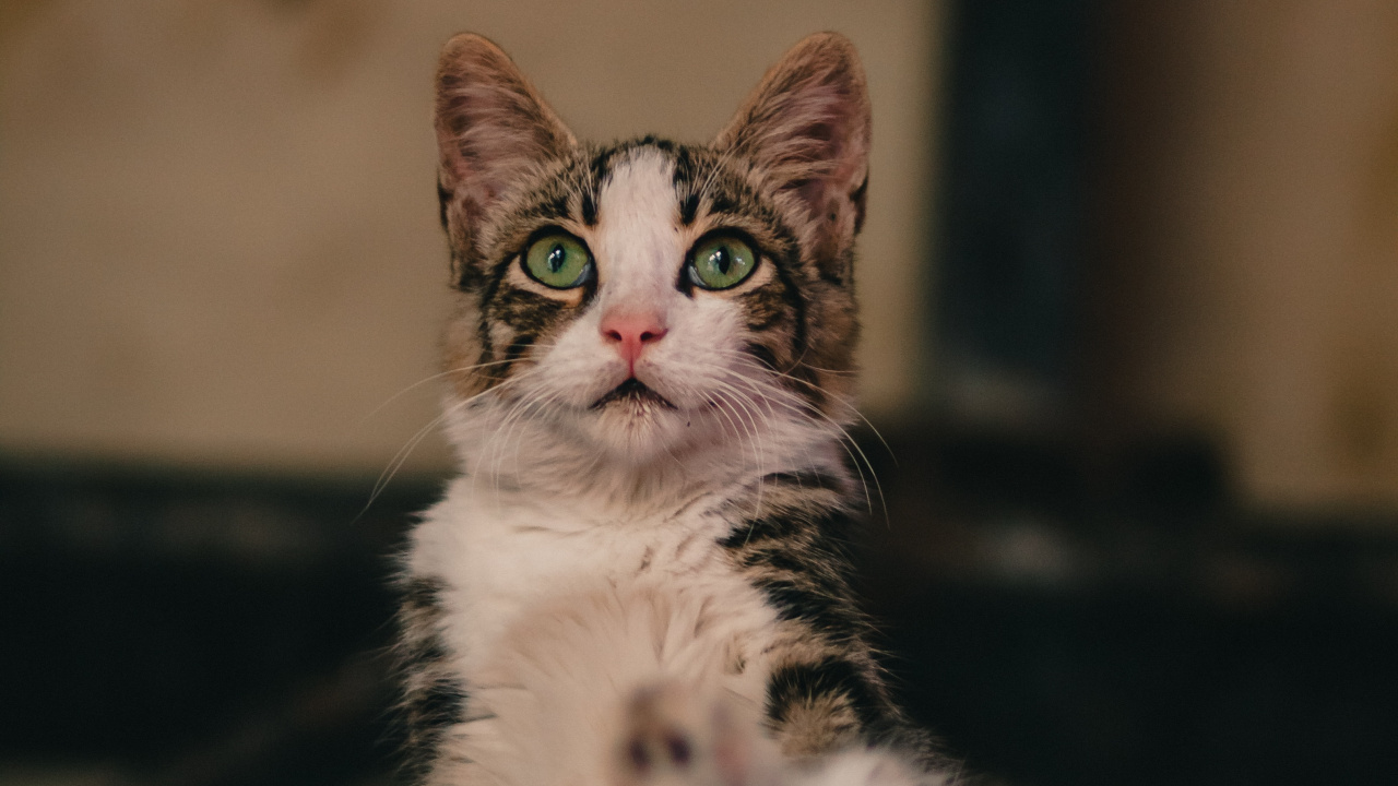 Обои Европа, Бразильская Короткошерстная, эгейская кошка, кот, морда в разрешении 1280x720