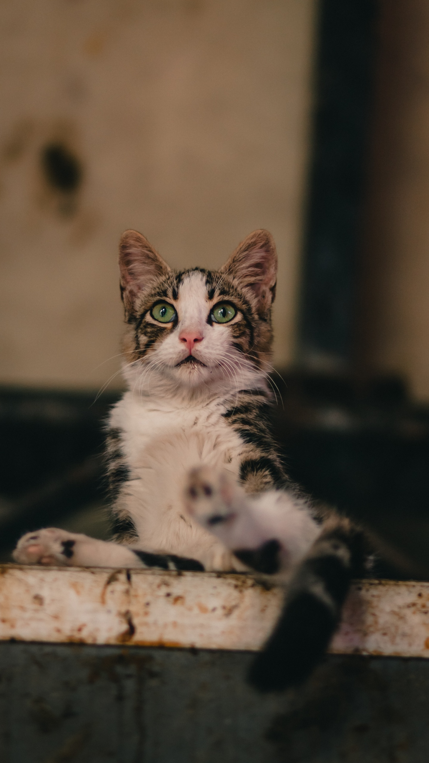 Обои Европа, Бразильская Короткошерстная, эгейская кошка, кот, морда в разрешении 1440x2560