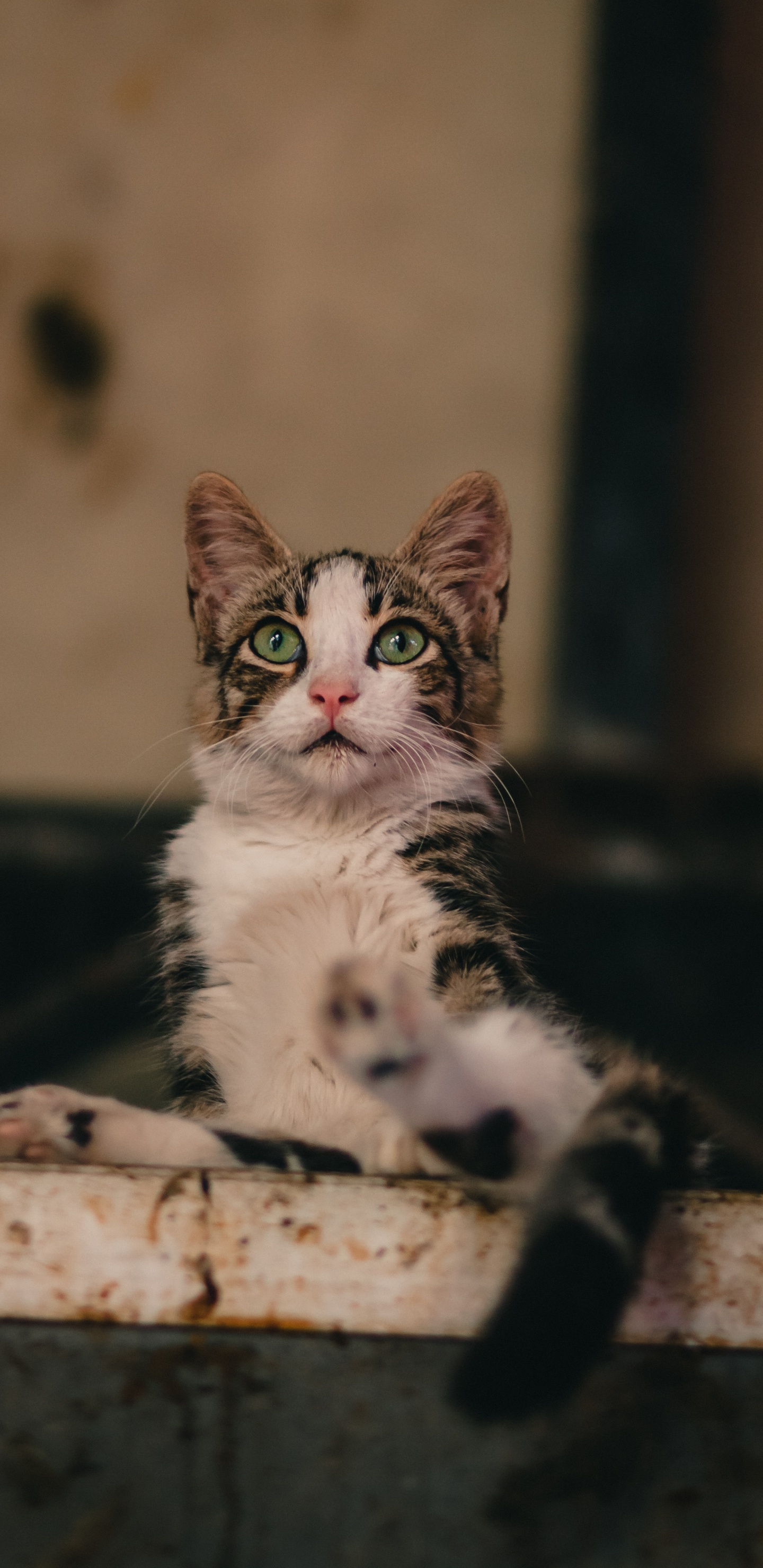 Обои Европа, Бразильская Короткошерстная, эгейская кошка, кот, морда в разрешении 1440x2960