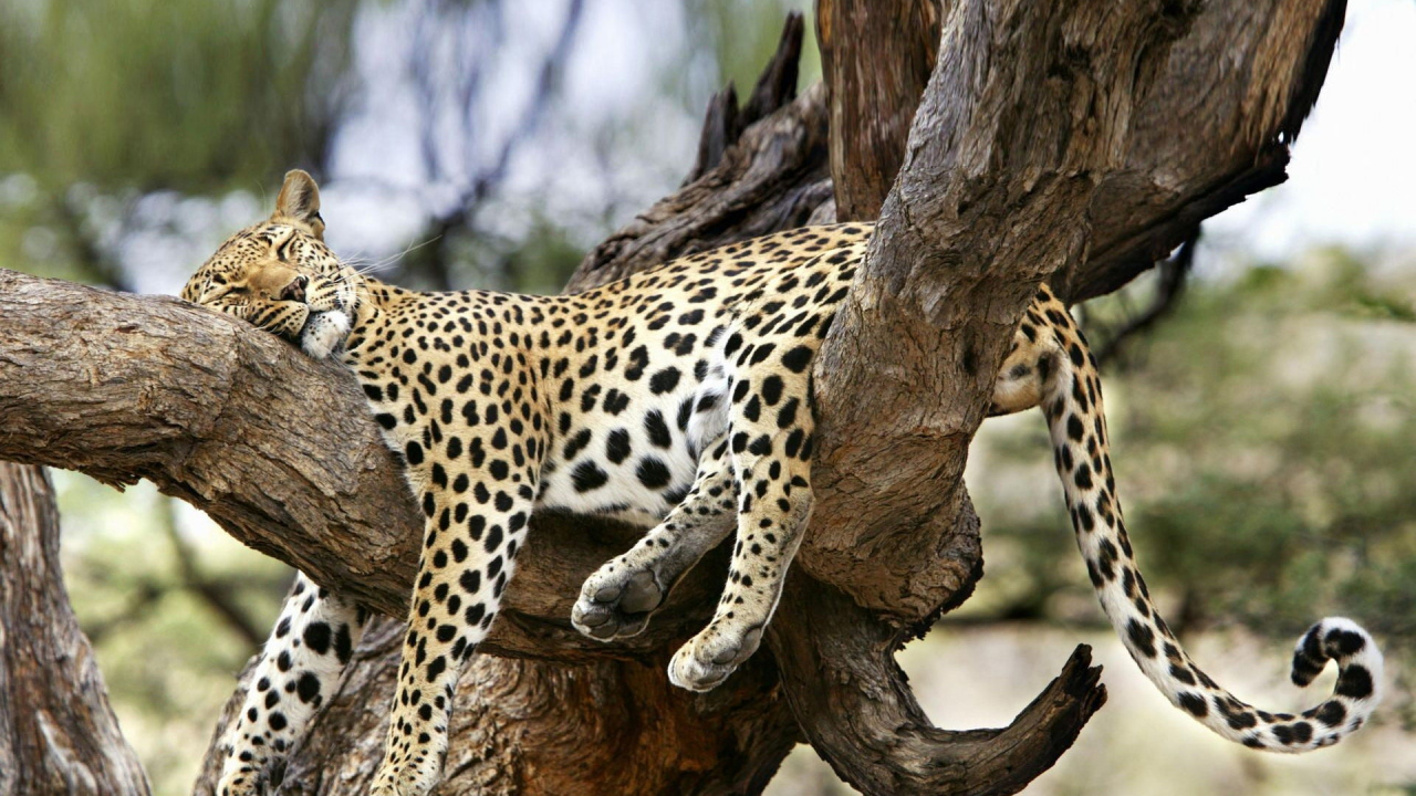 Обои кошачьих, Лев, наземные животные, живая природа, Леопард в разрешении 1280x720