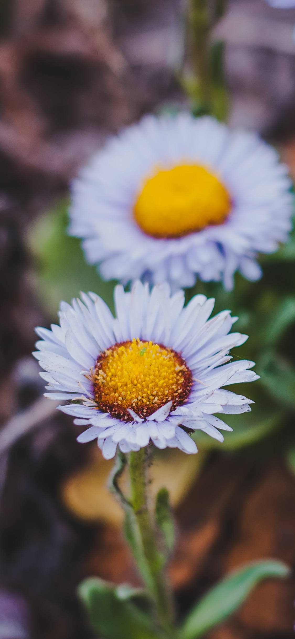 Обои цветок, лепесток, растение, цветковое растение, Астра в разрешении 1125x2436