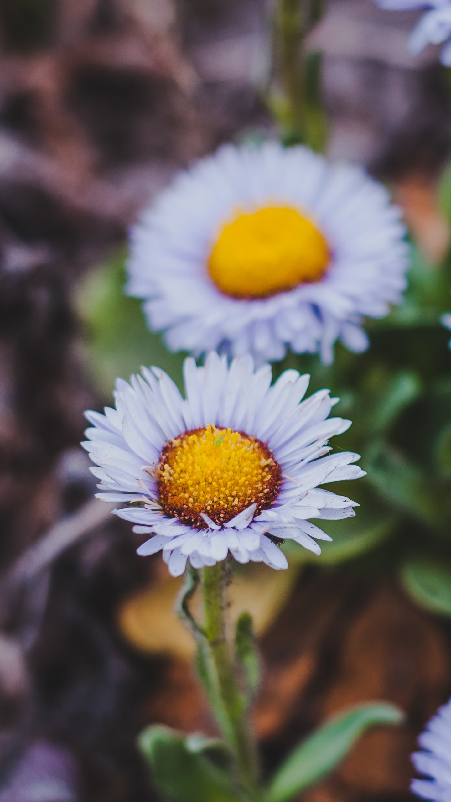 Обои цветок, лепесток, растение, цветковое растение, Астра в разрешении 1440x2560