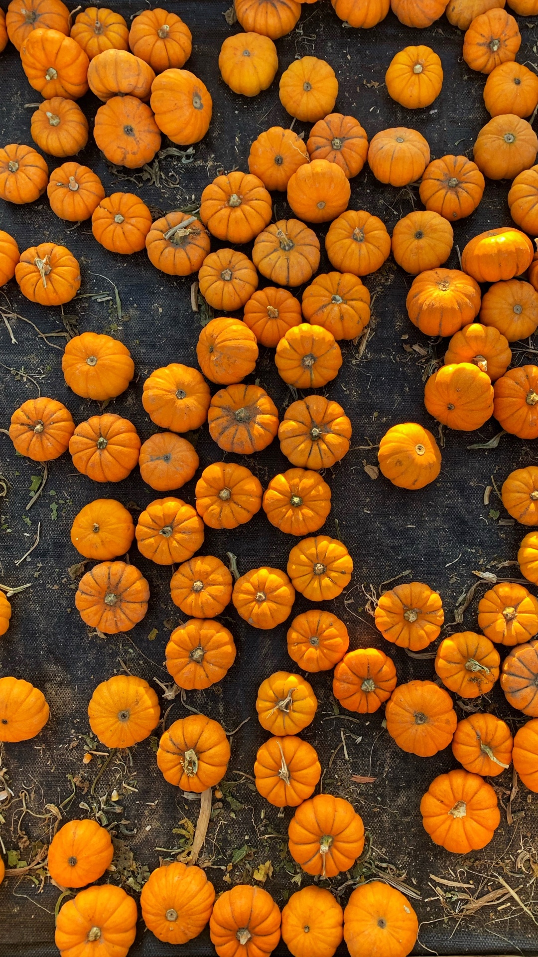 Обои Апельсин, овощ, смартфон, фрукты, телефон в разрешении 1080x1920