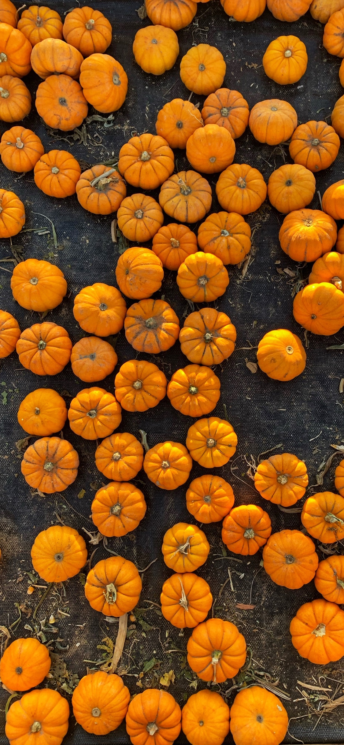 Обои Апельсин, овощ, смартфон, фрукты, телефон в разрешении 1125x2436