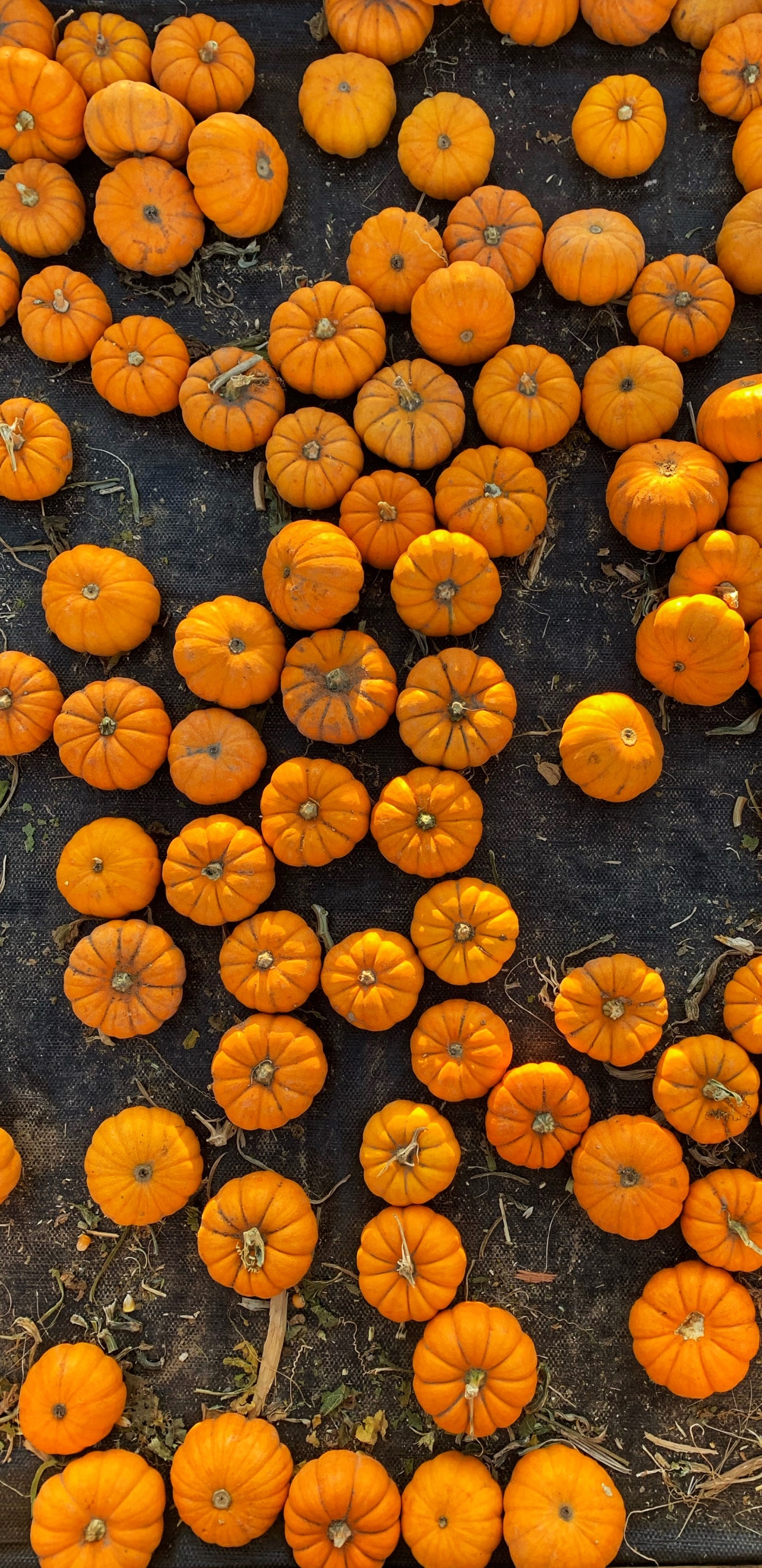 Обои Апельсин, овощ, смартфон, фрукты, телефон в разрешении 1440x2960