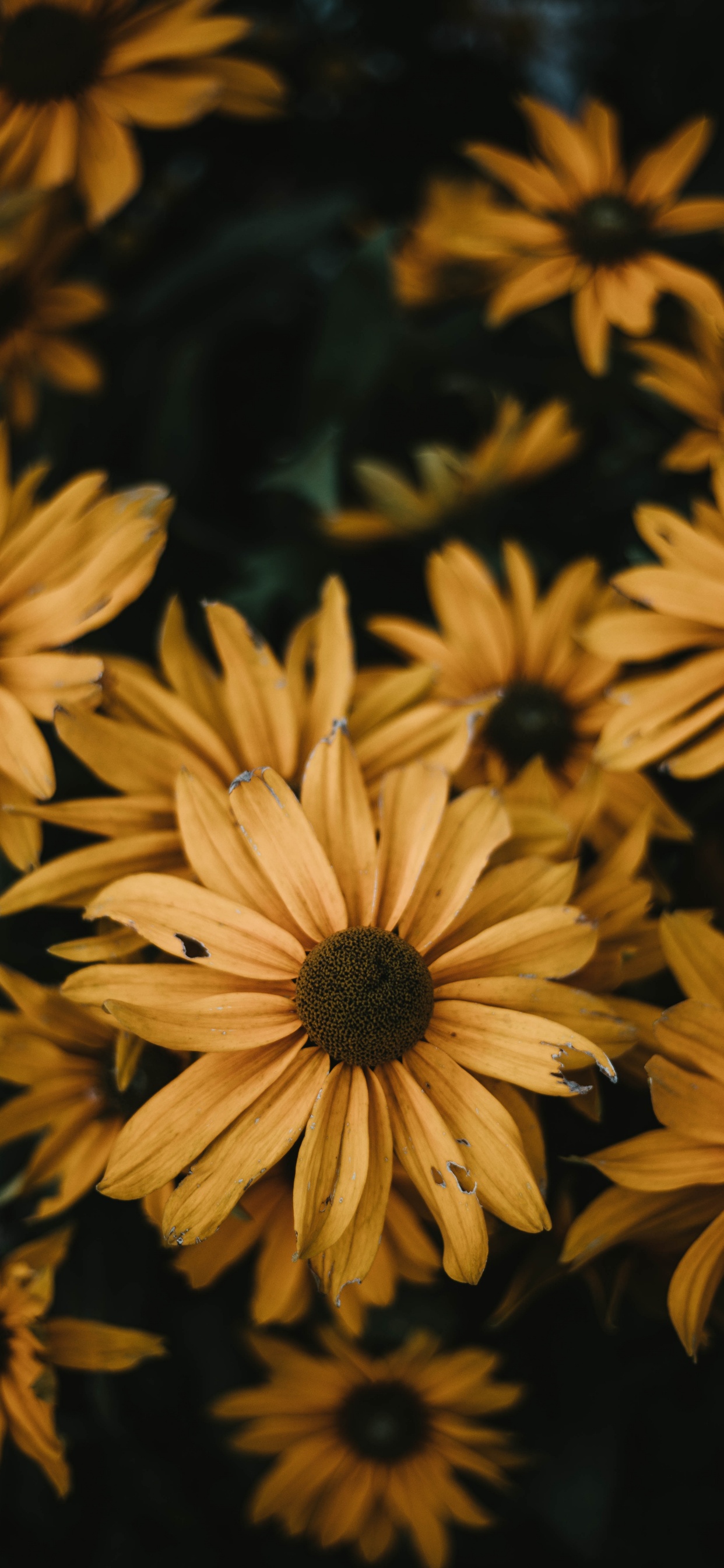 Обои общие Дейзи, цветок, желтый, лепесток, растение в разрешении 1242x2688