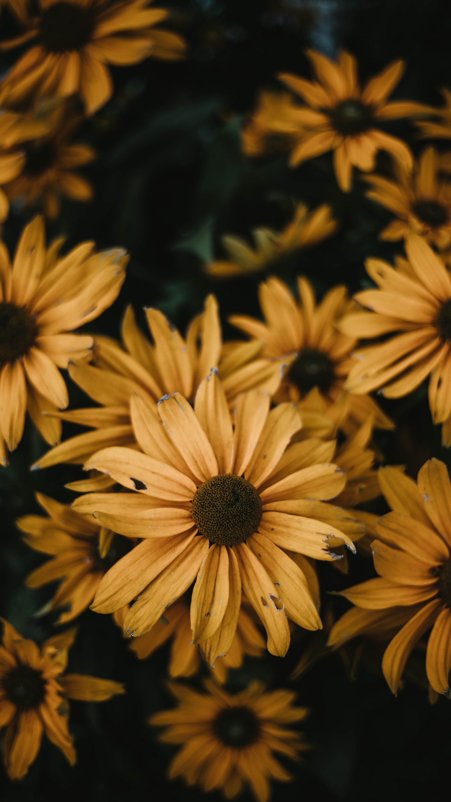 Обои общие Дейзи, цветок, желтый, лепесток, растение в разрешении 1440x2560