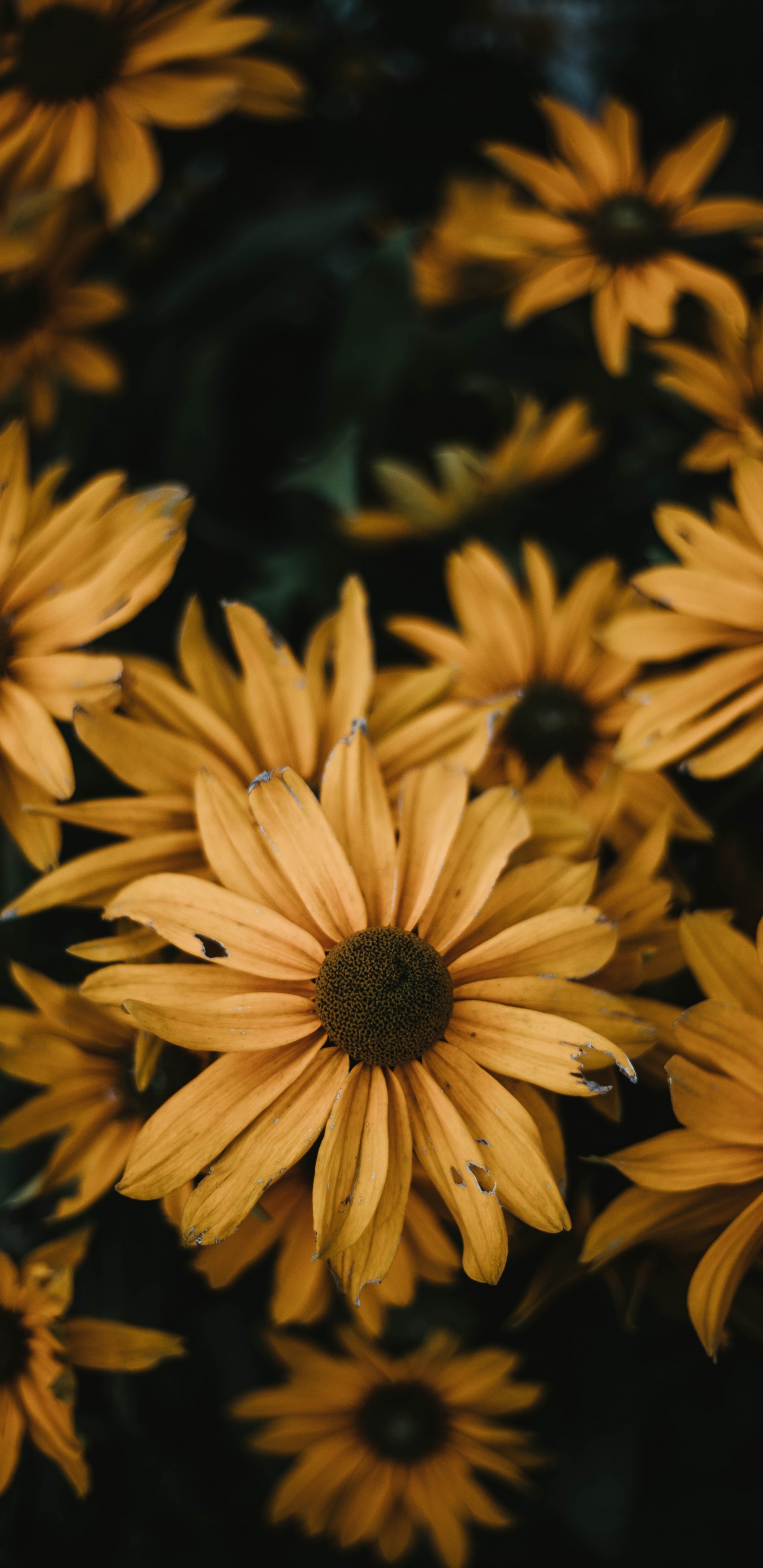 Обои общие Дейзи, цветок, желтый, лепесток, растение в разрешении 1440x2960