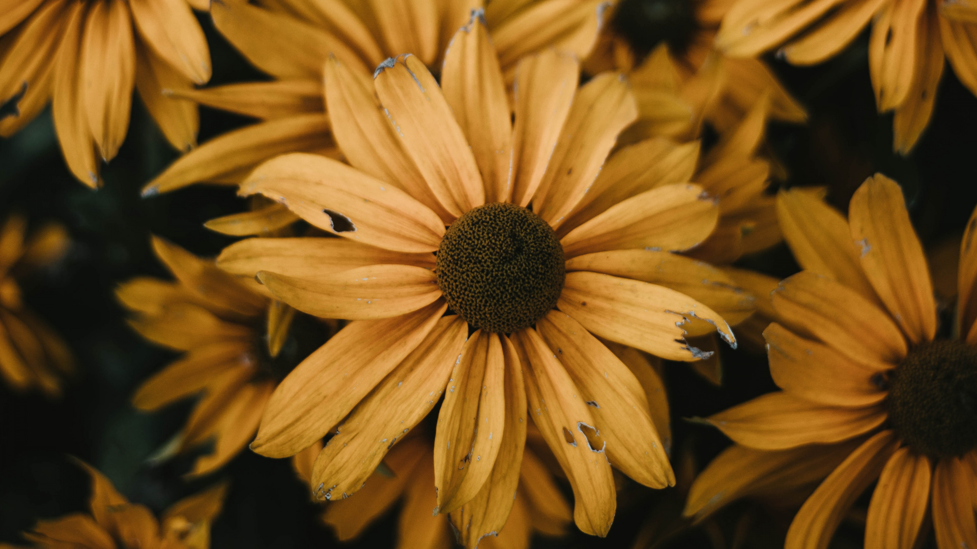 Обои общие Дейзи, цветок, желтый, лепесток, растение в разрешении 1920x1080