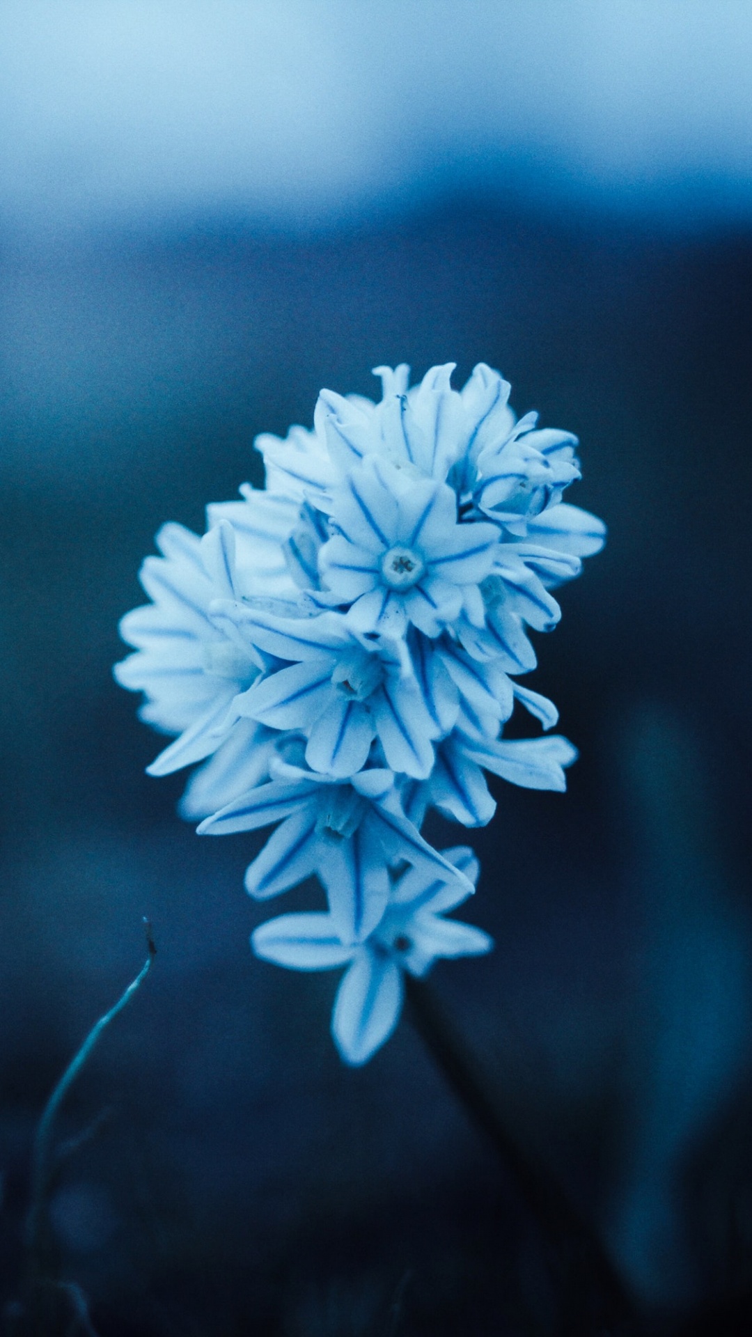 Обои цветок, синий, растение, весна, облако в разрешении 1080x1920