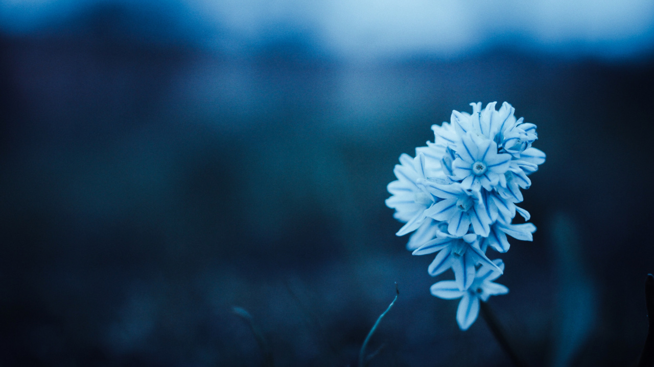 Обои цветок, синий, растение, весна, облако в разрешении 1280x720