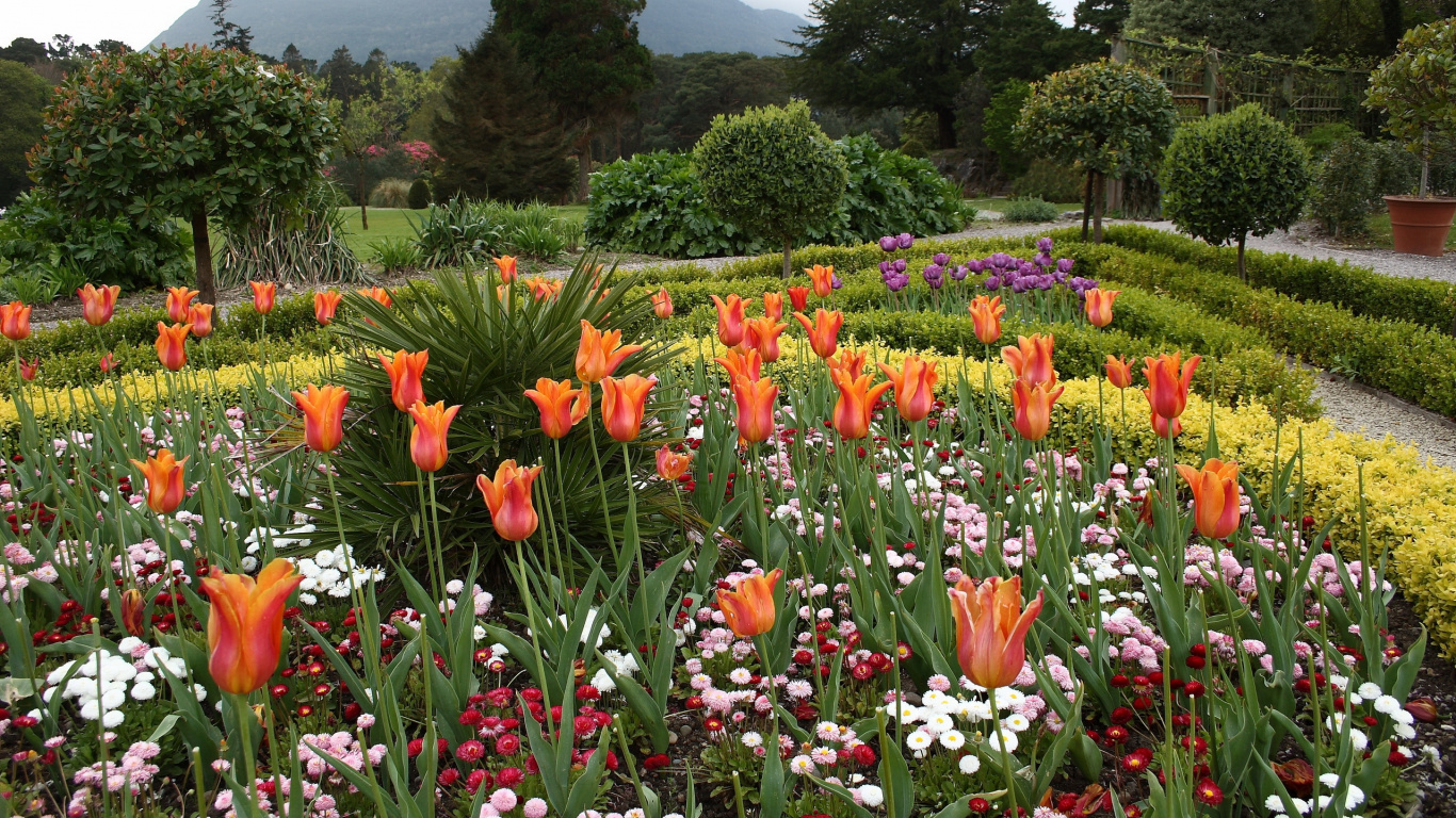 Обои цветник, цветковое растение, Ботанический сад, растительность, весна в разрешении 1366x768