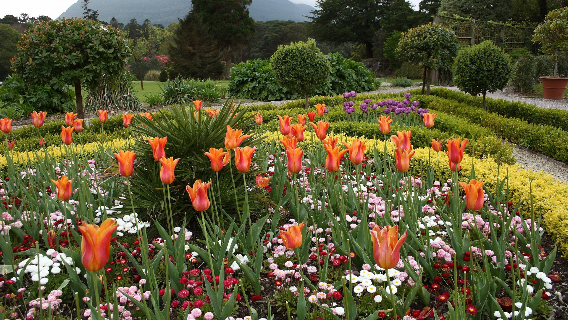 Обои цветник, цветковое растение, Ботанический сад, растительность, весна в разрешении 1920x1080