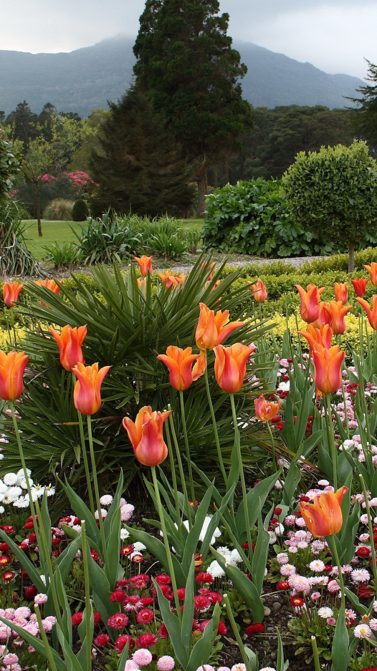 Обои цветник, цветковое растение, Ботанический сад, растительность, весна в разрешении 750x1334