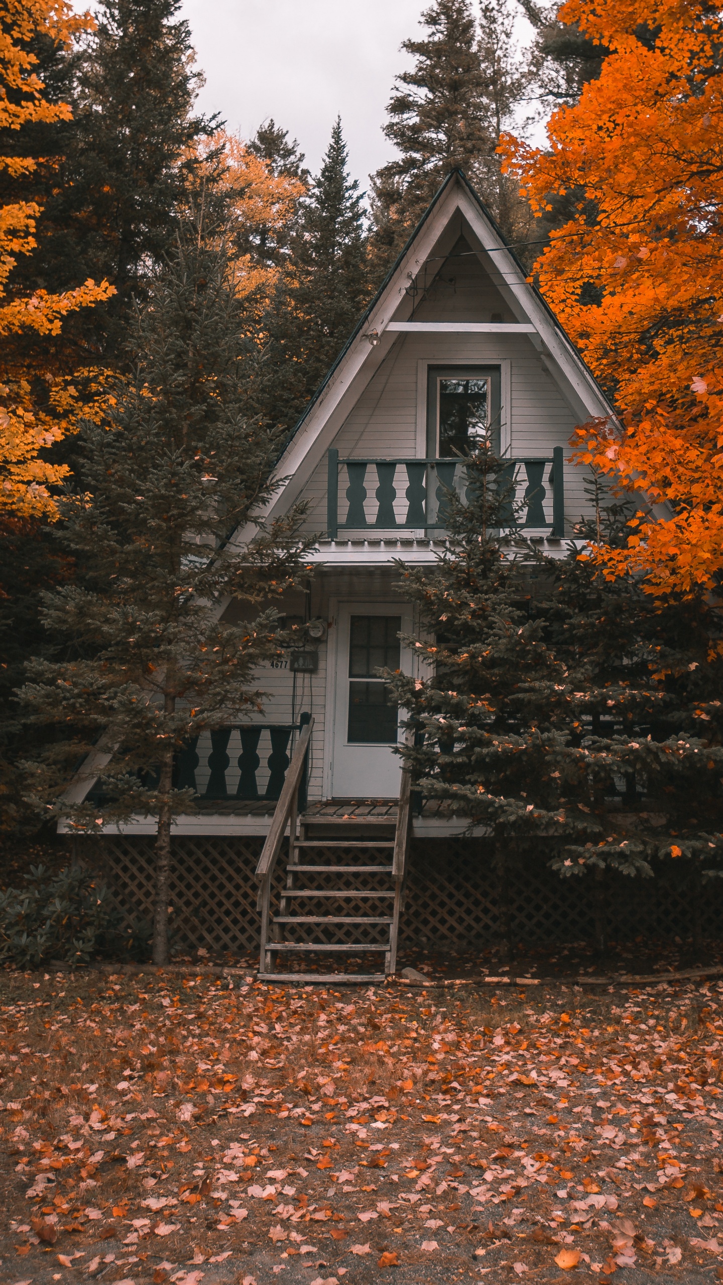 Обои лист, древесные растения, жесткий диск, твердотельный накопитель, жесткие диски в разрешении 1440x2560