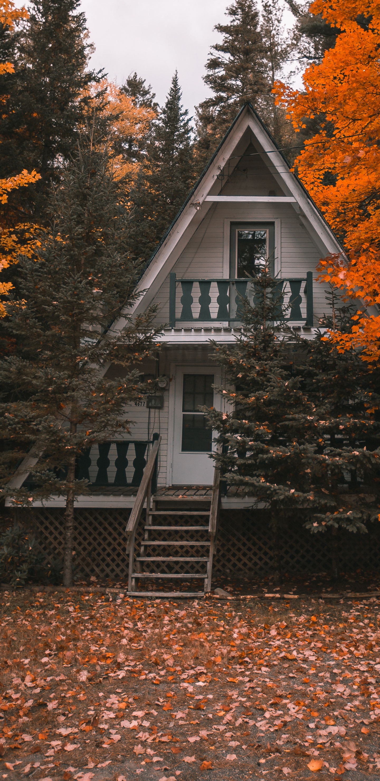 Обои лист, древесные растения, жесткий диск, твердотельный накопитель, жесткие диски в разрешении 1440x2960