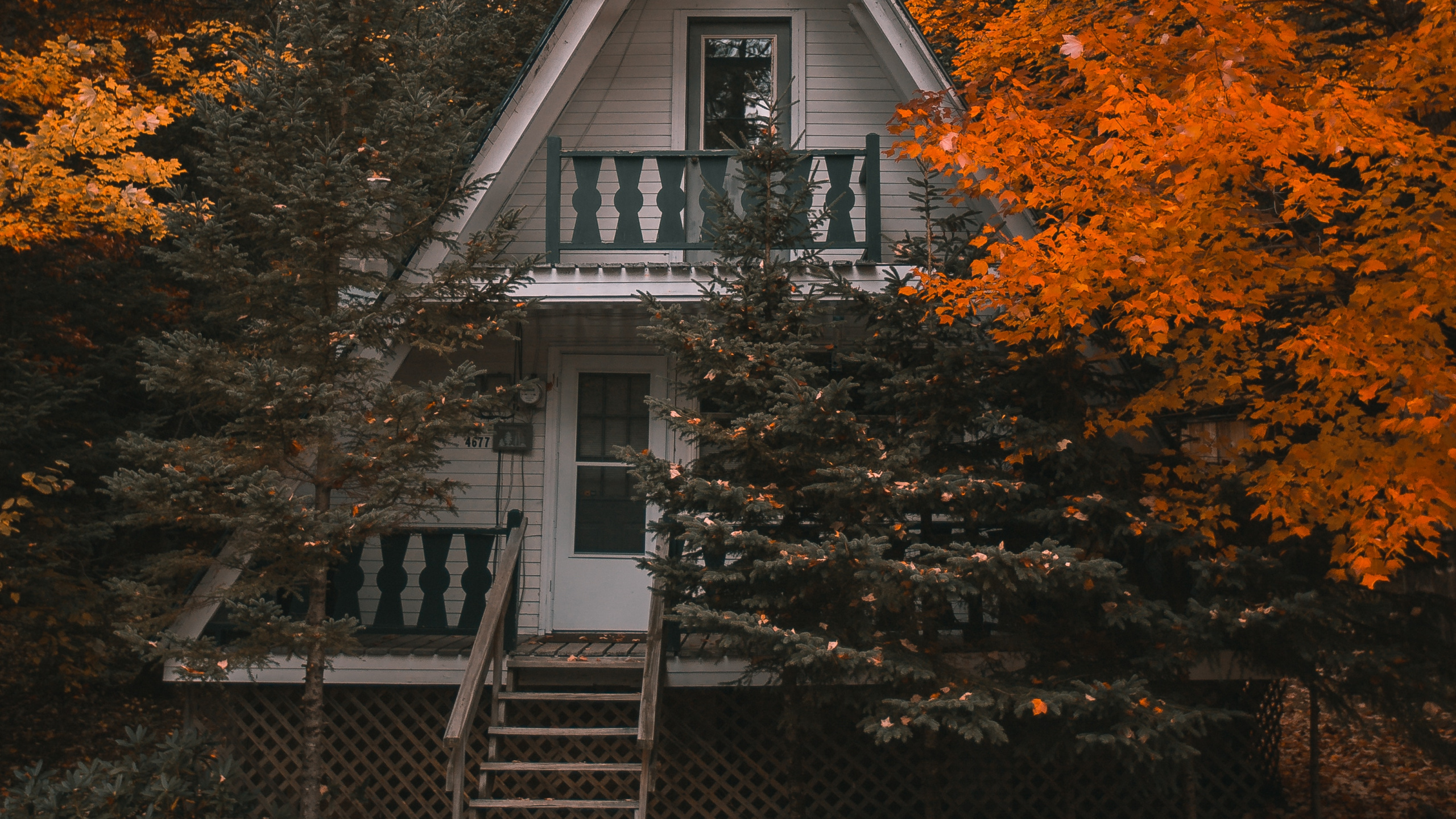 Обои лист, древесные растения, жесткий диск, твердотельный накопитель, жесткие диски в разрешении 2560x1440