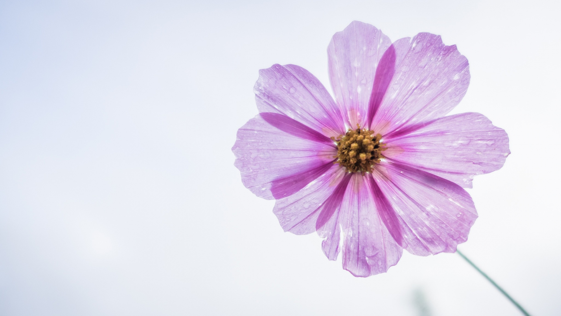 Обои цветок, цветковое растение, лепесток, розовый, сад космос в разрешении 1920x1080