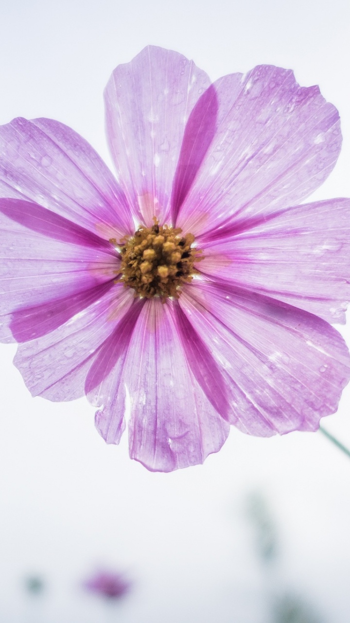 Обои цветок, цветковое растение, лепесток, розовый, сад космос в разрешении 720x1280