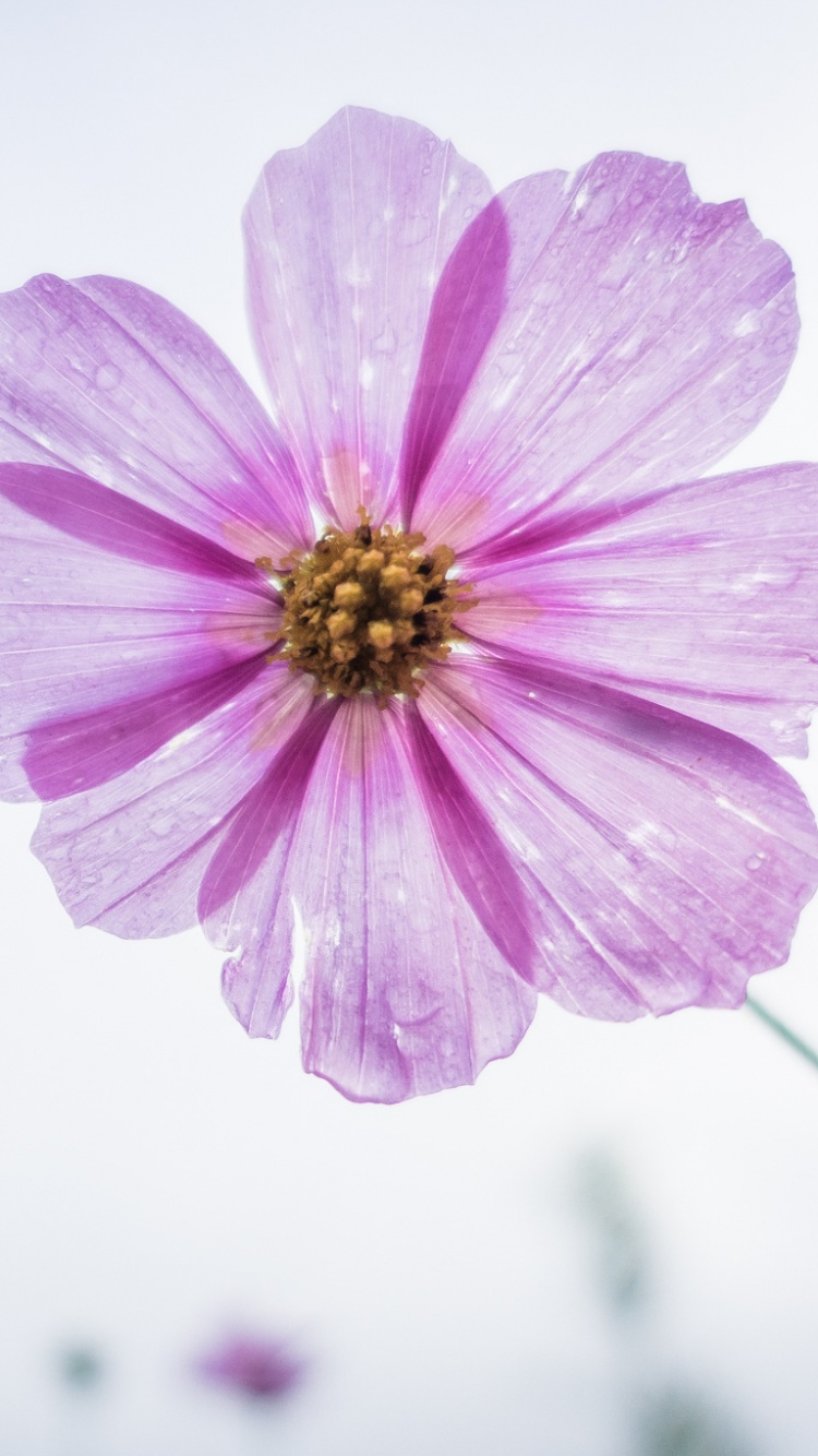 Обои цветок, цветковое растение, лепесток, розовый, сад космос в разрешении 750x1334