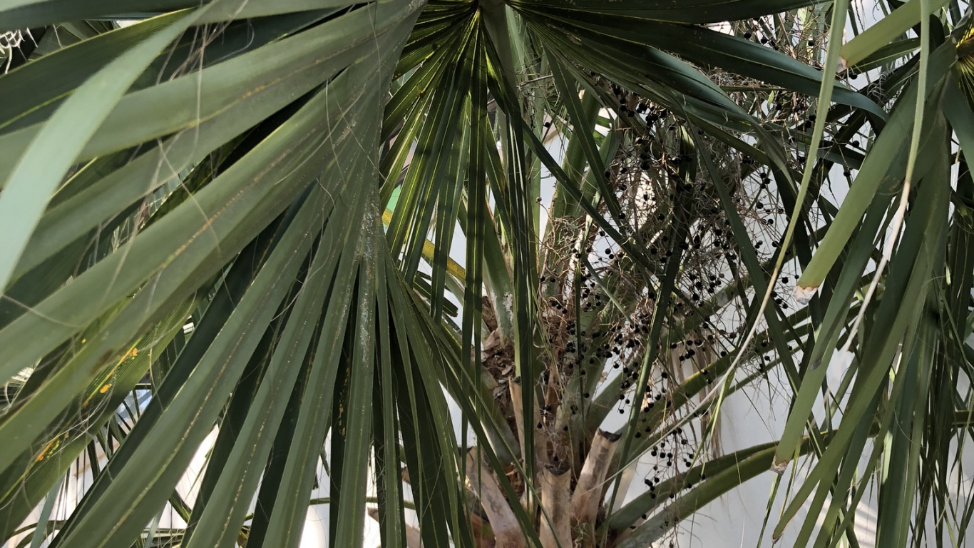 Обои borassus flabellifer, финиковая пальма, растительность, лист, древесные растения в разрешении 1366x768